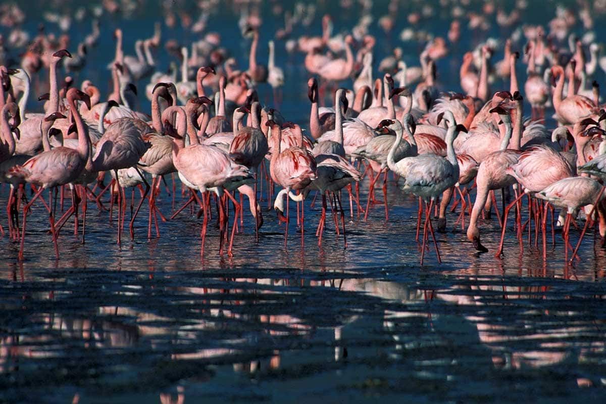 Circuit Tanzanie sauvage pas cher photo 4