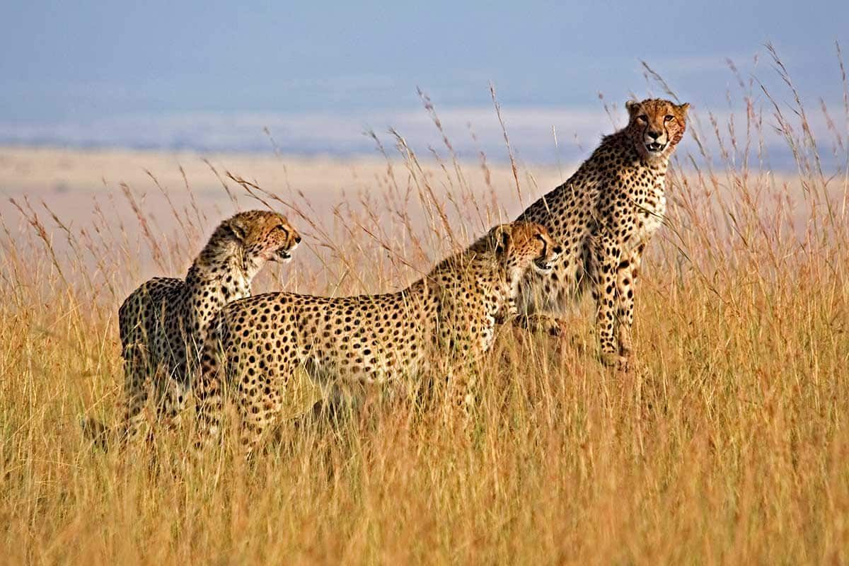 Circuit Tanzanie sauvage pas cher photo 5