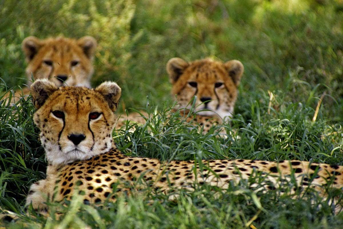 Circuit Tanzanie sauvage pas cher photo 6