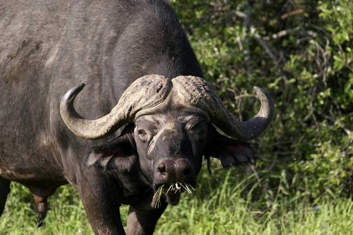 Circuit Tanzanie sauvage pas cher photo 7