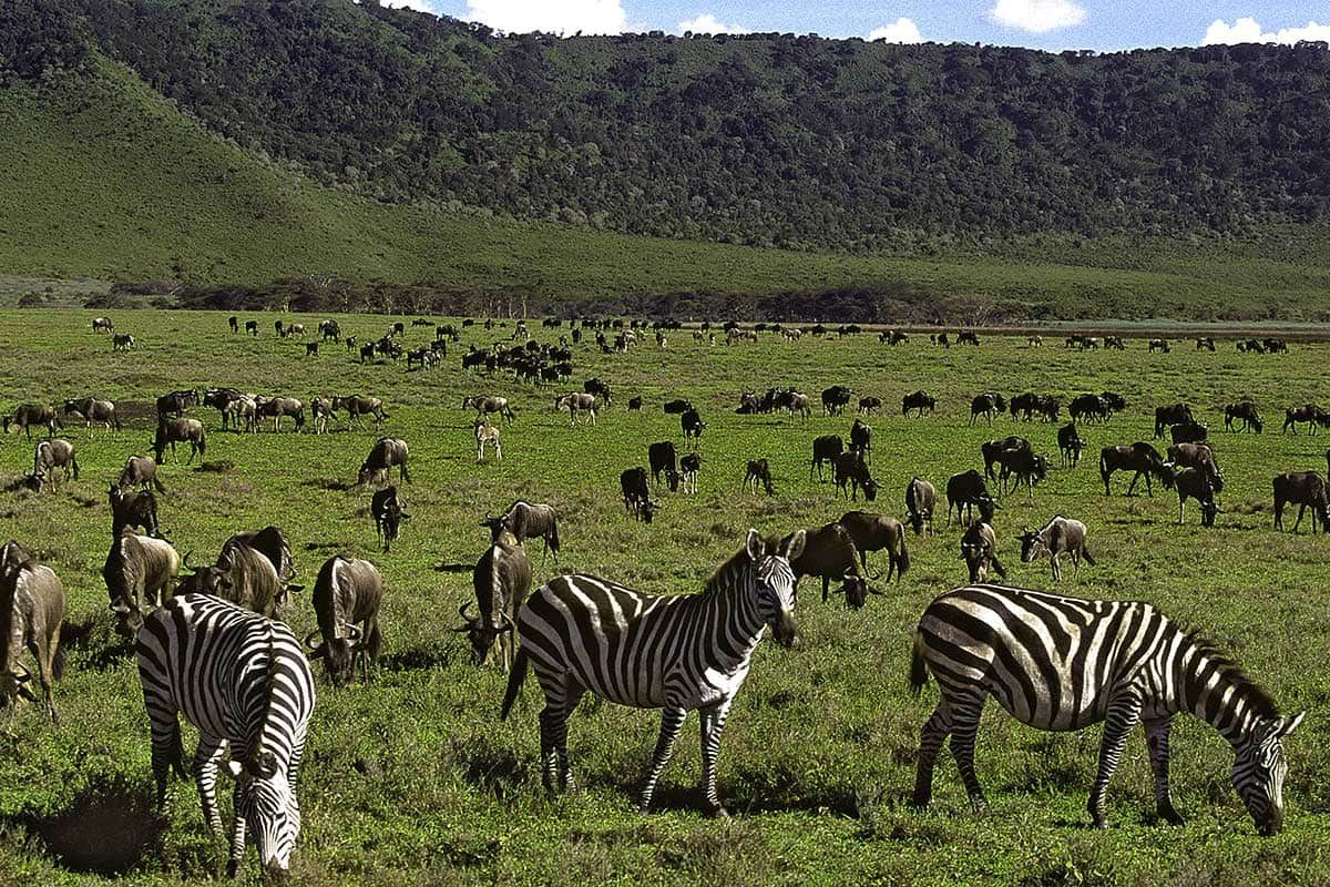 Circuit Tanzanie sauvage pas cher photo 9
