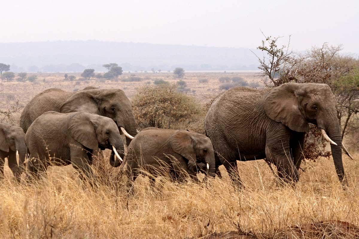 Circuit Tanzanie sauvage pas cher photo 12