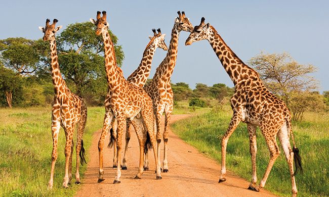 1ER REGARD TANZANIE pas cher photo 1