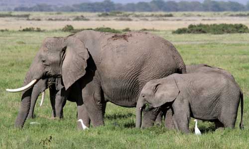 1ER REGARD TANZANIE pas cher photo 2