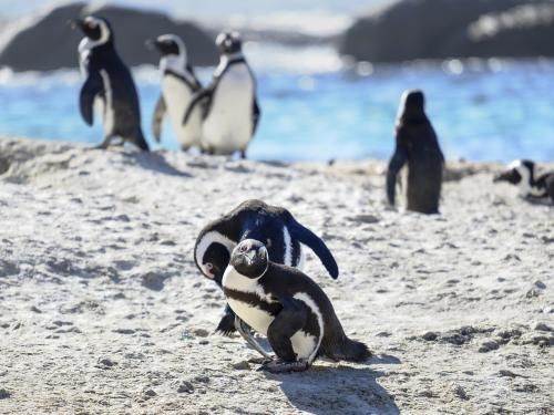 Circuit Grandeurs et magie d'Afrique du Sud + extension aux Chutes Victoria pas cher photo 4