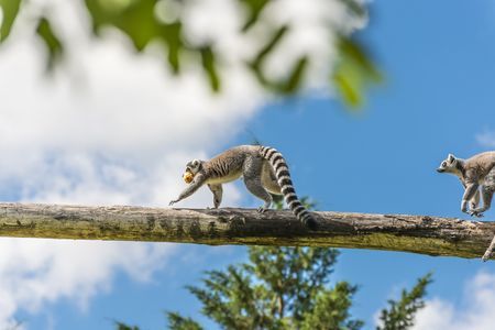 Splendeurs de Madagascar & extension Salary 16J/13N - 2020 pas cher photo 1