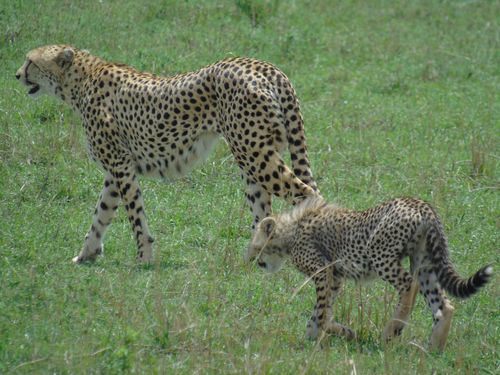 Merveilles du Kenya Version AIR FRANCE 11J/9N - Version Premium - 2020 pas cher photo 3