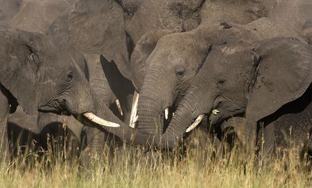 Splendeurs de Tanzanie 10J/07N - 2019 pas cher photo 1