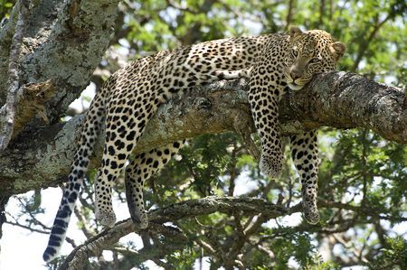 Splendeurs de Tanzanie 10J/07N - 2019 pas cher photo 2