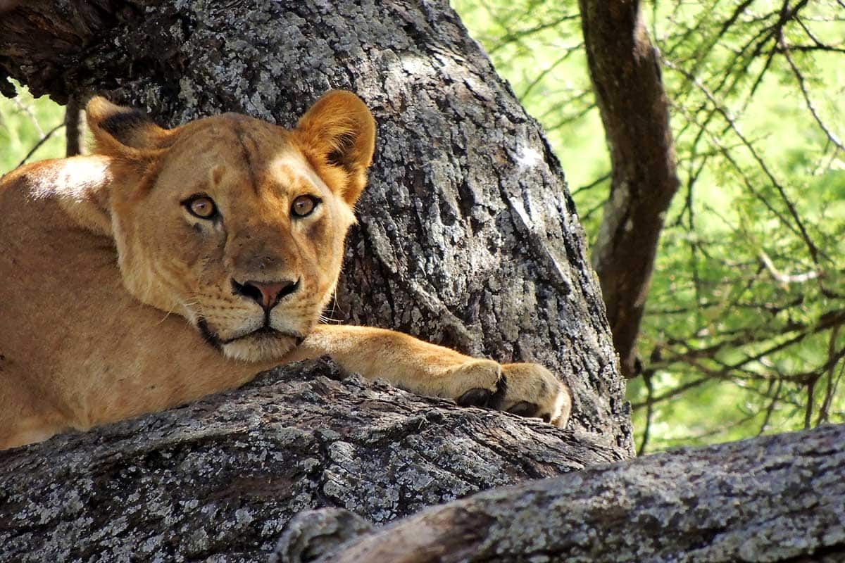 Circuit Chuuut... le lion dort ! pas cher photo 4