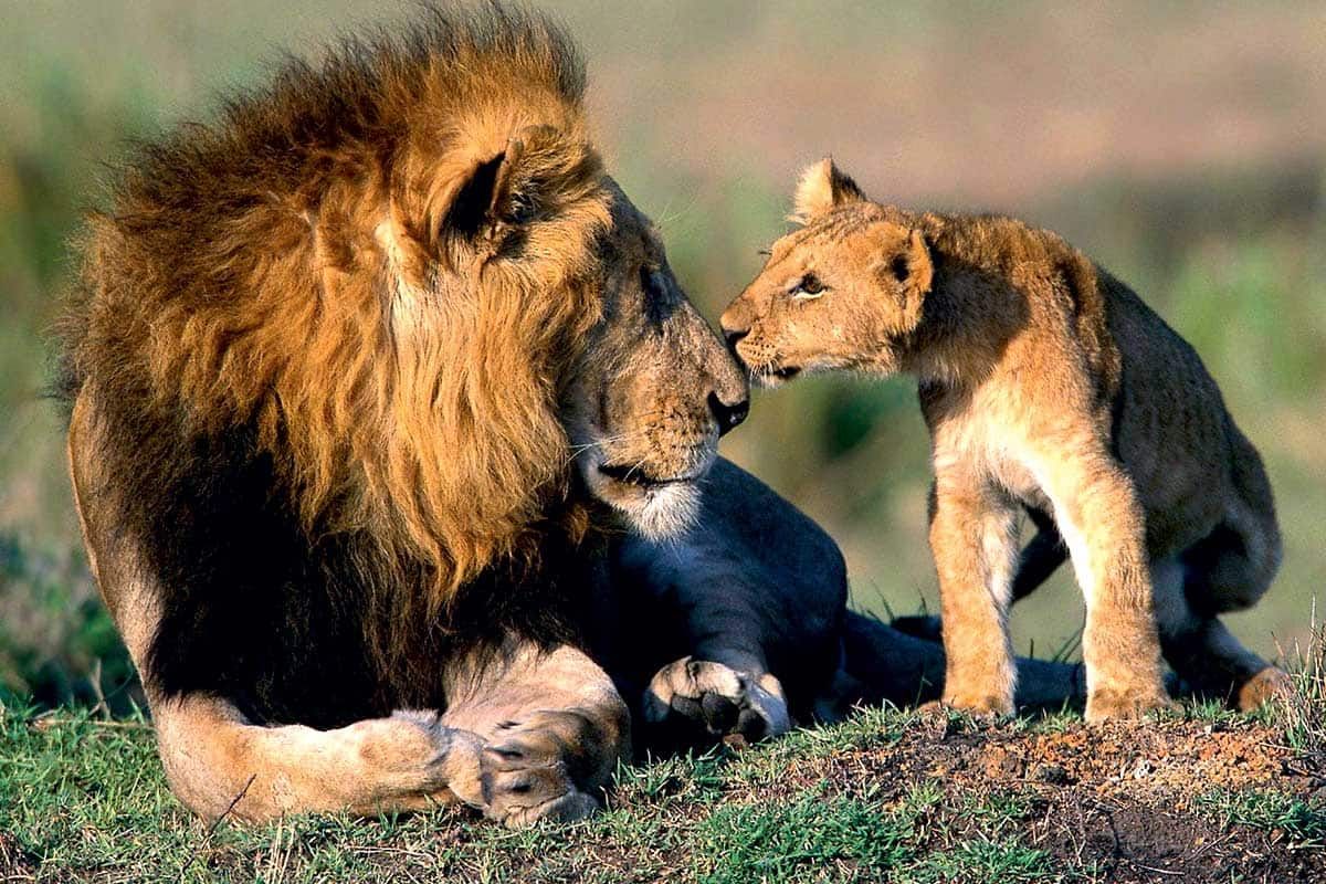 Circuit Chuuut... le lion dort ! pas cher photo 6