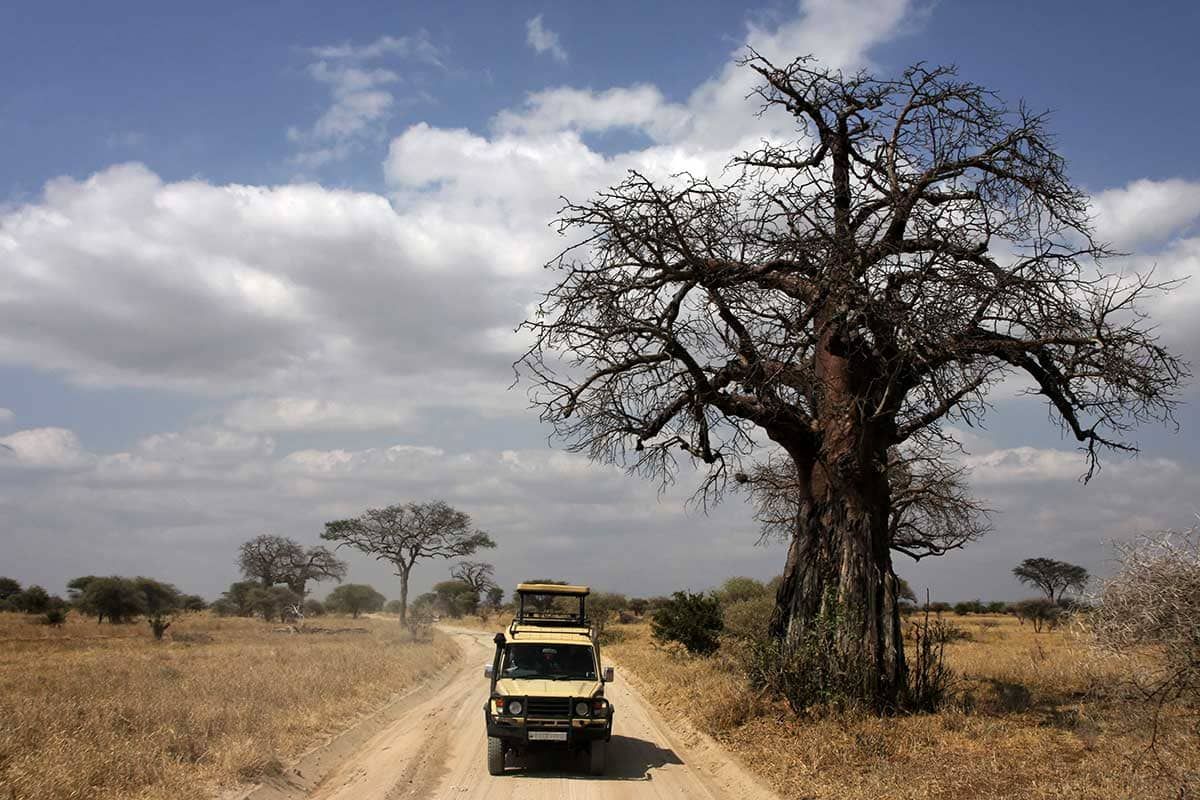 Circuit Chuuut... le lion dort ! pas cher photo 9