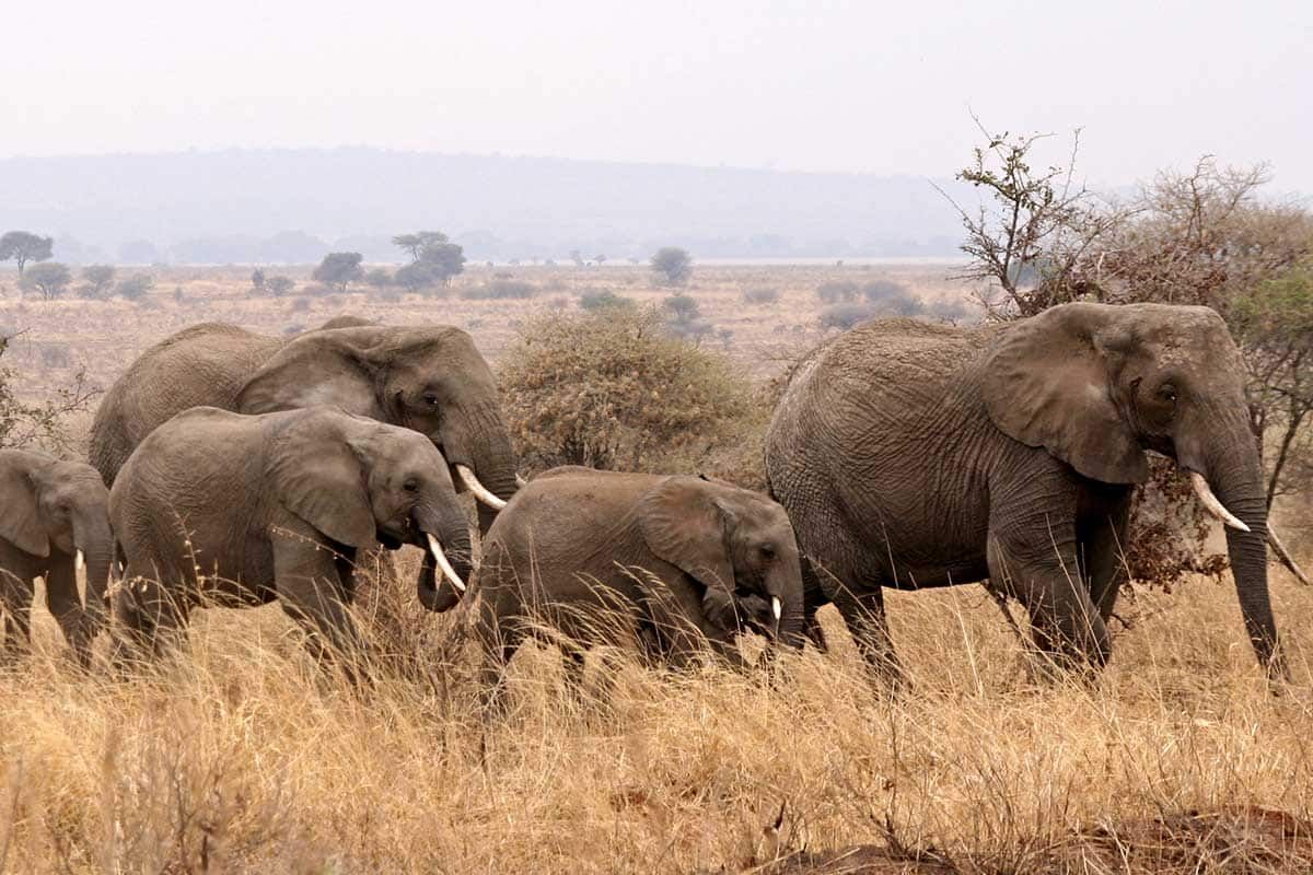 Circuit Chuuut... le lion dort ! pas cher photo 10