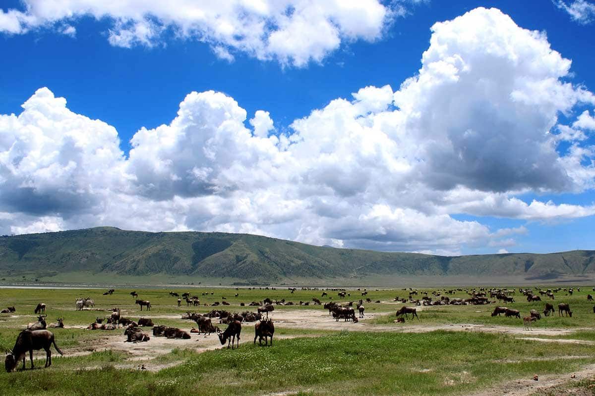 Circuit Safari Tembo pas cher photo 11