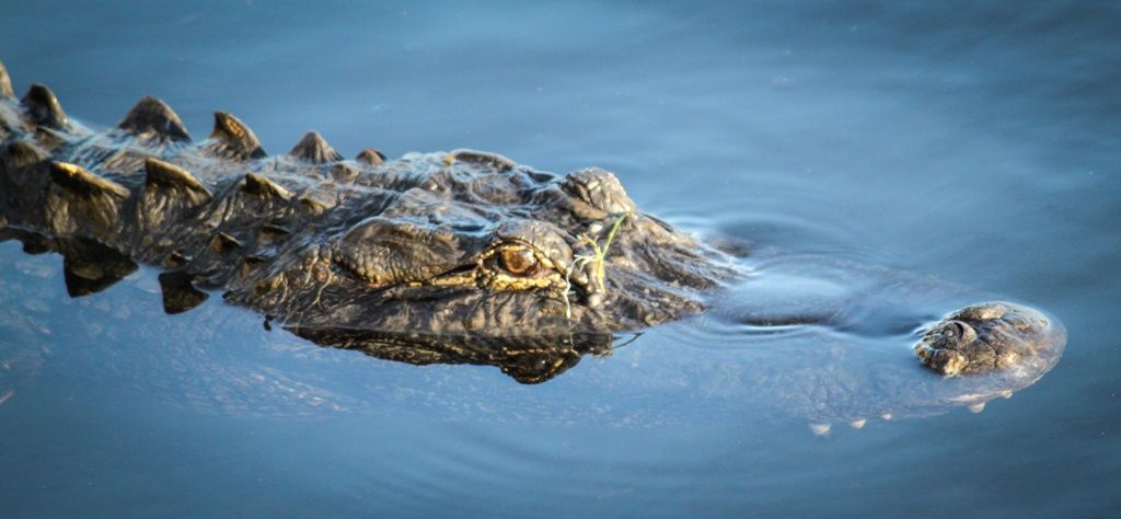 FLORIDE, TENNESSEE ET LOUISIANE - 16J/14N pas cher photo 4