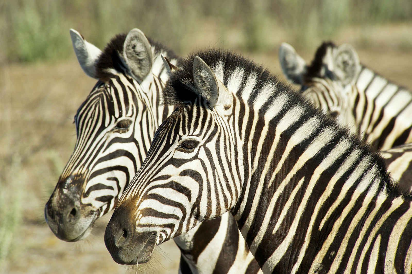 Namibie infinie pas cher photo 2