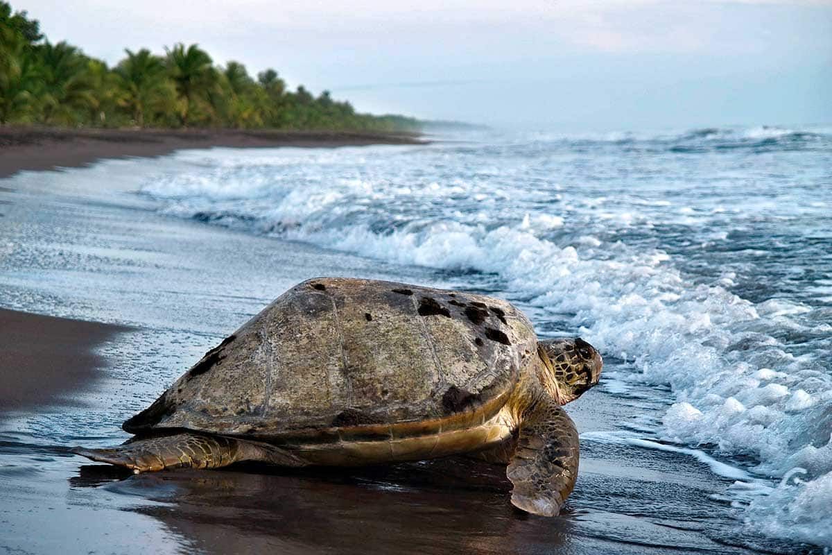 Circuit Merveilles du Costa Rica du Nord au Sud + Extension dans les Caraïbes et au Panama pas cher photo 4