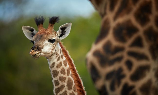 1ER REGARD AFRIQUE DU SUD & CHUTES VICTORIA pas cher photo 3