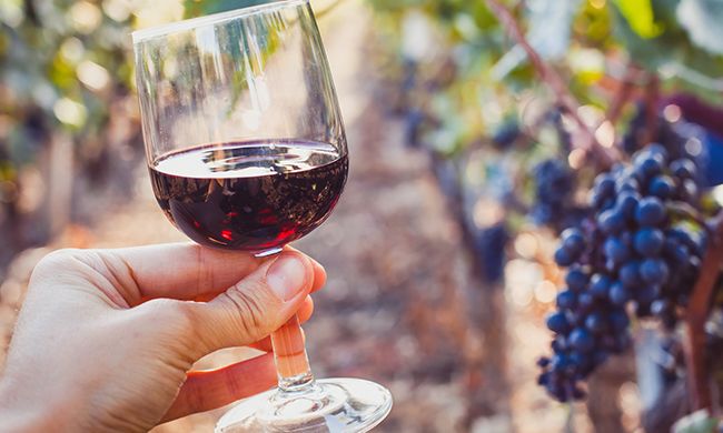 1ER REGARD AFRIQUE DU SUD & CHUTES VICTORIA pas cher photo 5