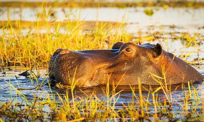 1ER REGARD AFRIQUE DU SUD & CHUTES VICTORIA pas cher photo 8