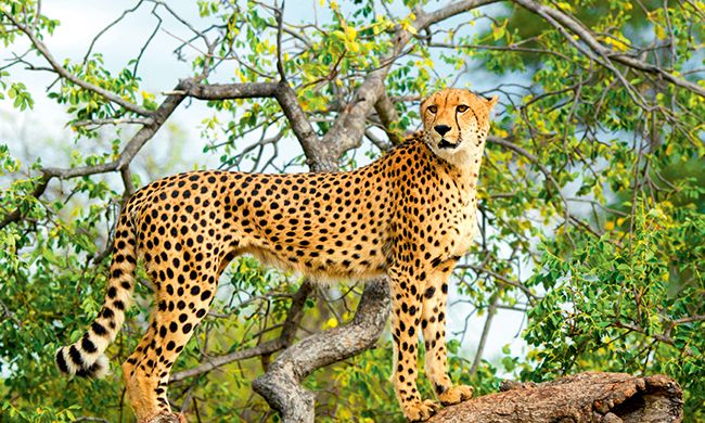 1ER REGARD AFRIQUE DU SUD & CHUTES VICTORIA pas cher photo 9