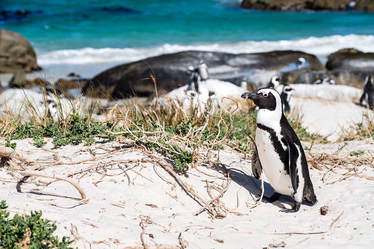 Circuit Sanibona Africa + Extension aux chutes Victoria pas cher photo 4