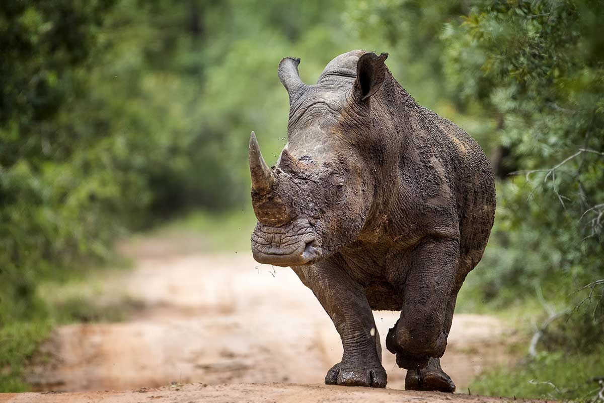 Circuit Sanibona Africa + Extension aux chutes Victoria pas cher photo 7