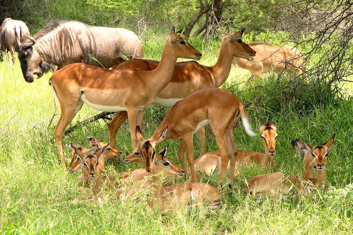 Circuit Sanibona Africa + Extension aux chutes Victoria pas cher photo 10