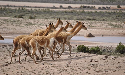 INDISPENSABLE PEROU & NAZCA ET AMAZONIE pas cher photo 9