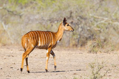 Splendeurs d'Afrique du sud & extension Chutes Victoria 14J/11N - 2020 pas cher photo 8
