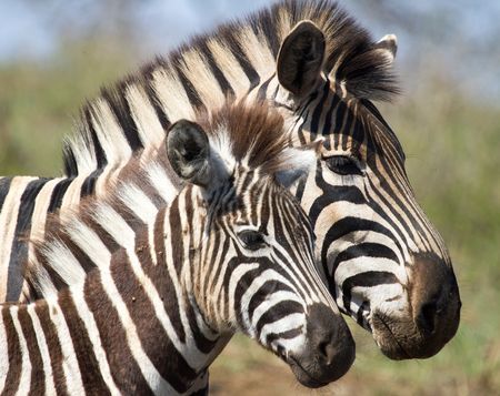 Splendeurs d'Afrique du sud & extension Chutes Victoria 14J/11N - 2020 pas cher photo 10