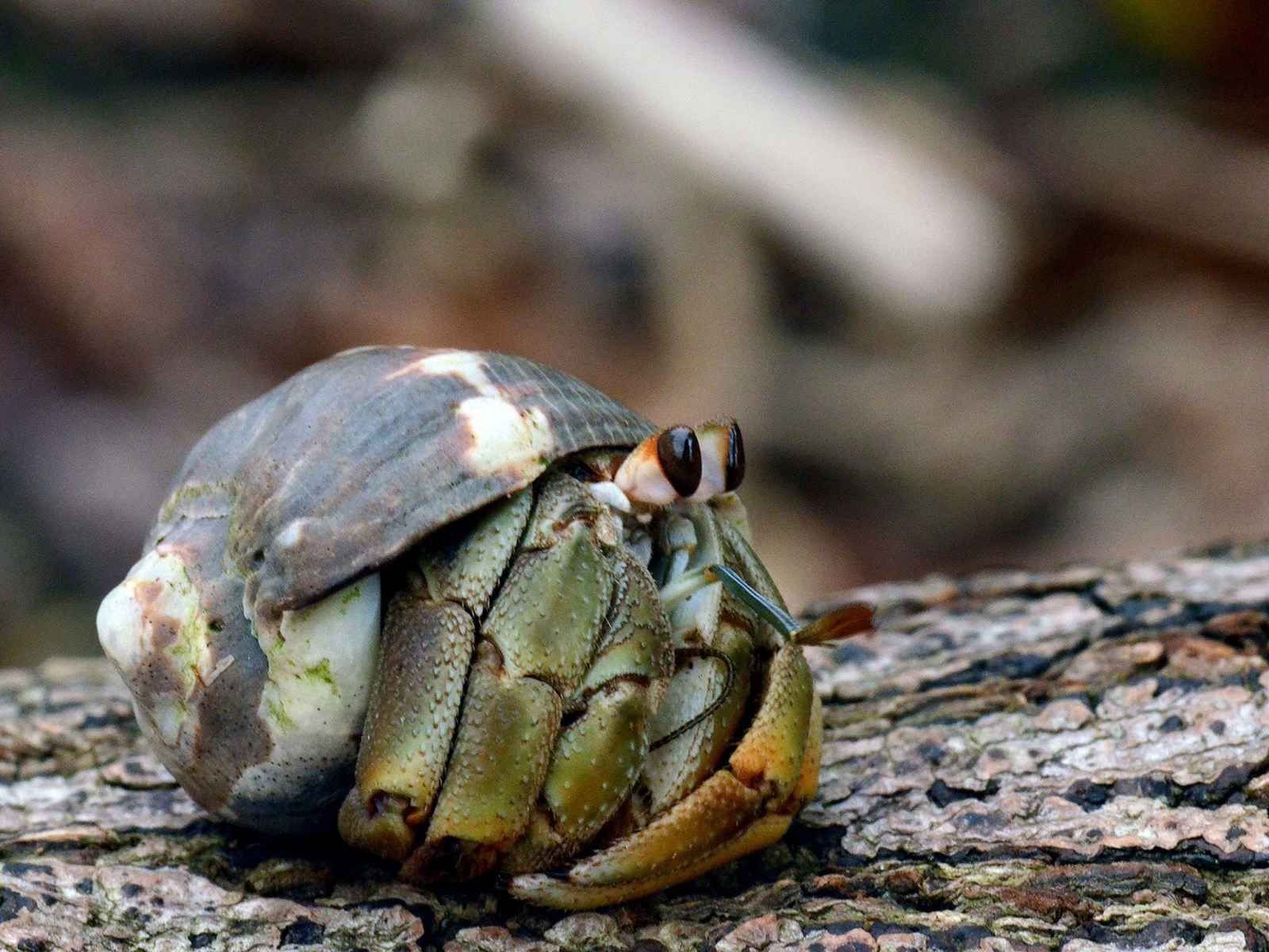 Paradis Sauvages pas cher photo 5