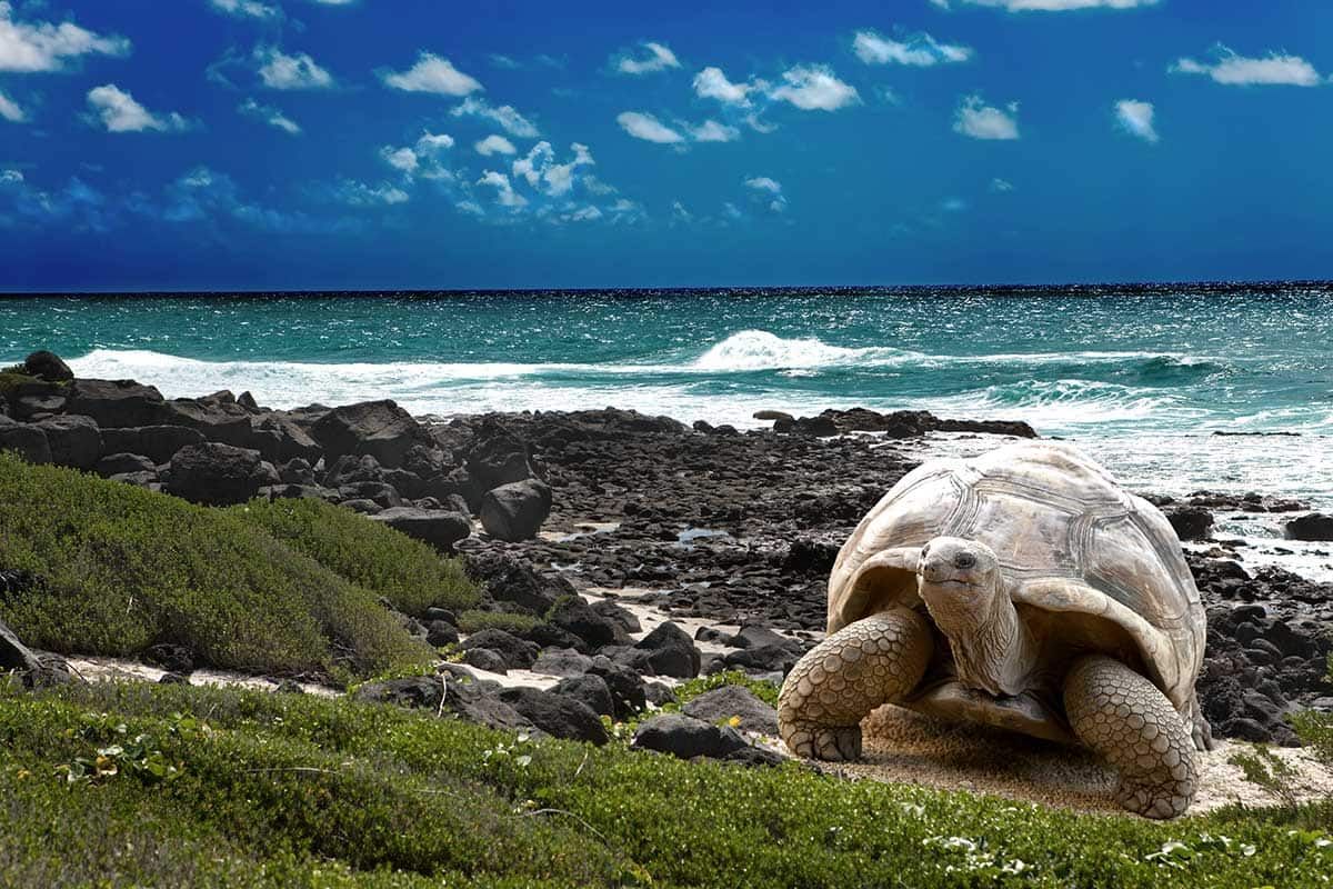 Circuit Au coeur des Galápagos pas cher photo 1