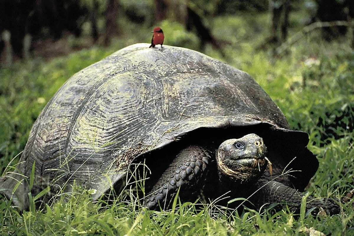 Circuit Au coeur des Galápagos pas cher photo 10