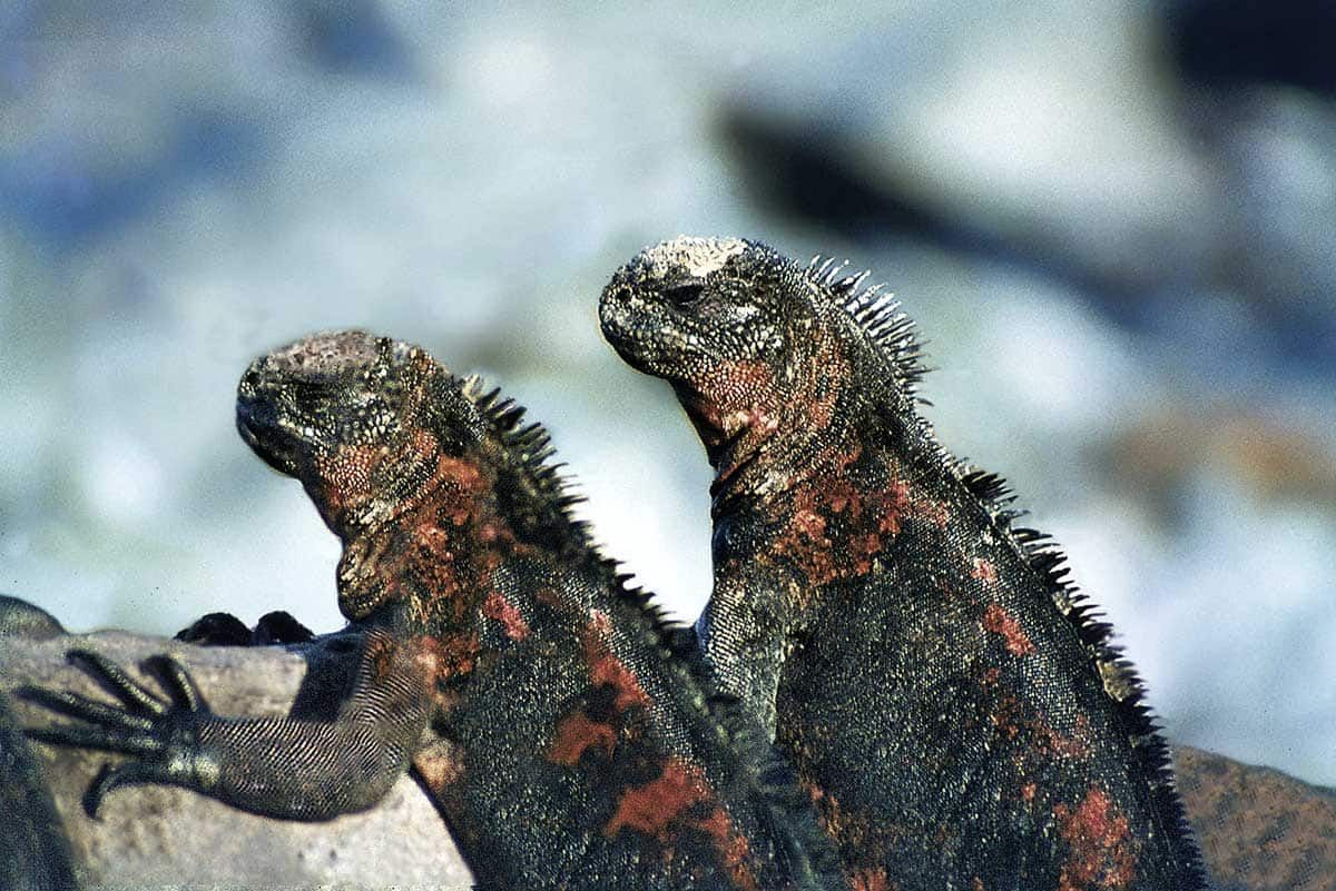 Circuit Au coeur des Galápagos pas cher photo 11