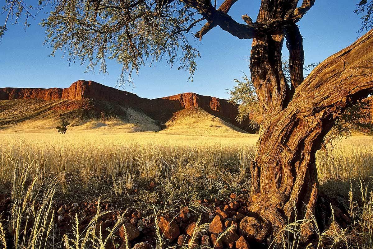 Circuit Envolée en terres australes : du Cap au désert du Namib pas cher photo 7