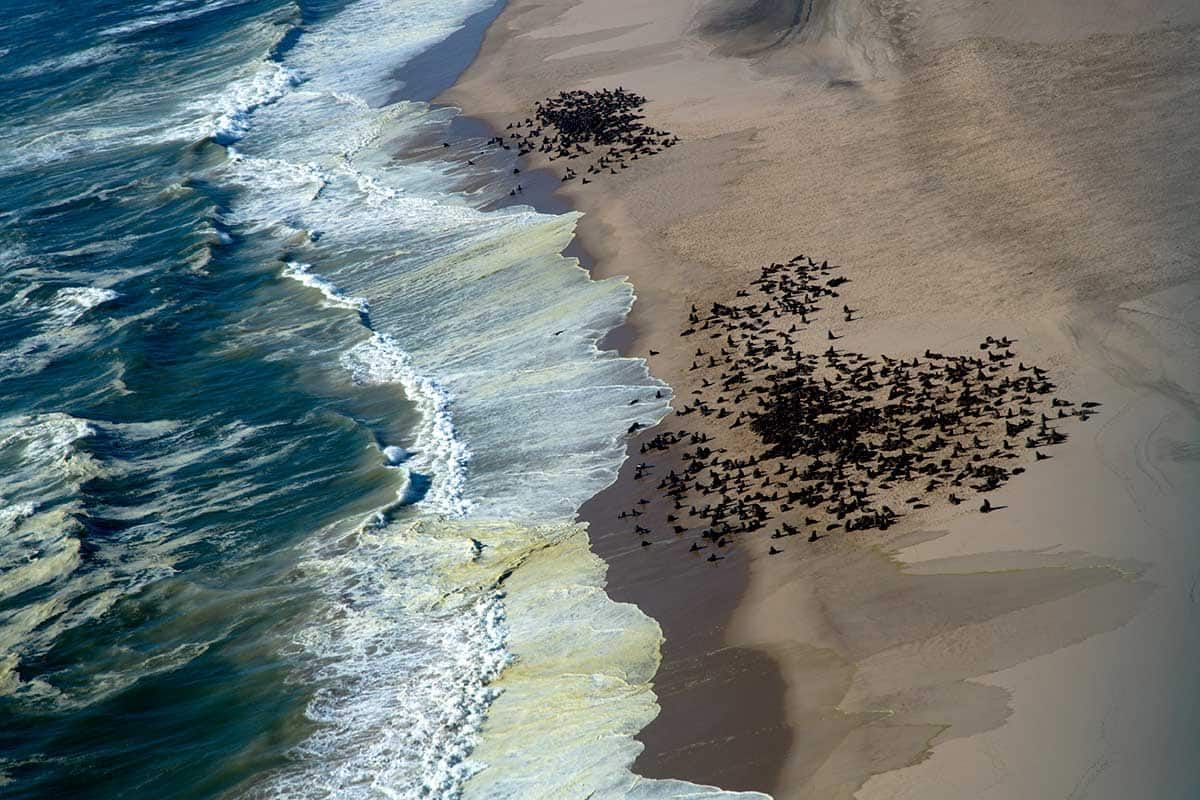 Circuit Envolée en terres australes : du Cap au désert du Namib pas cher photo 10