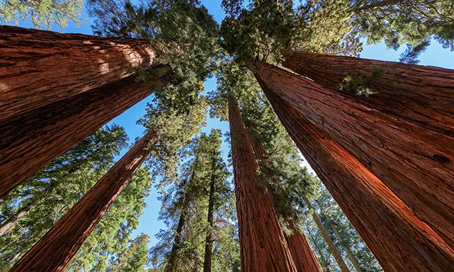 LUMIERE DES GRANDS PARCS pas cher photo 9