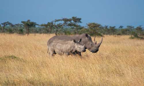 1ER REGARD TANZANIE + ZANZIBAR pas cher photo 3