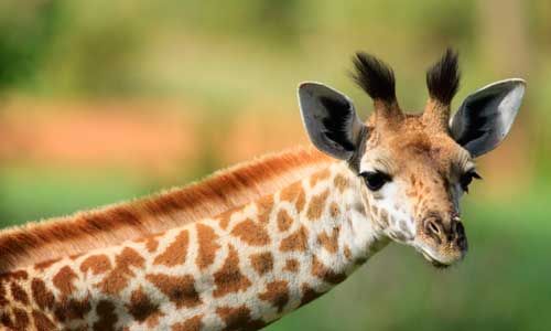 1ER REGARD TANZANIE + ZANZIBAR pas cher photo 5