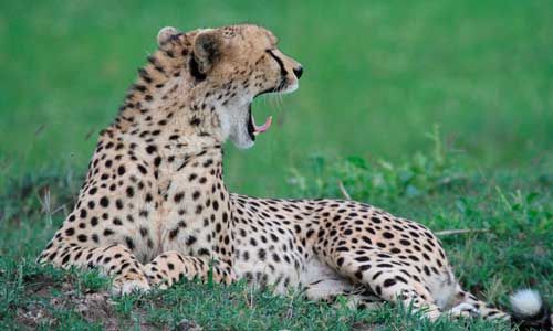 1ER REGARD TANZANIE + ZANZIBAR pas cher photo 6