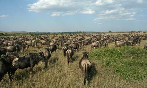 1ER REGARD TANZANIE + ZANZIBAR pas cher photo 7