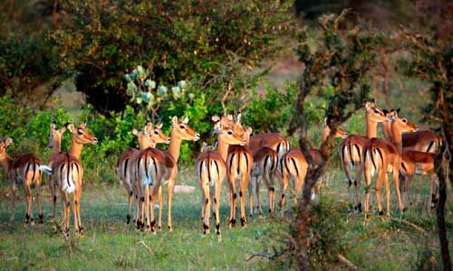 1ER REGARD TANZANIE + ZANZIBAR pas cher photo 10