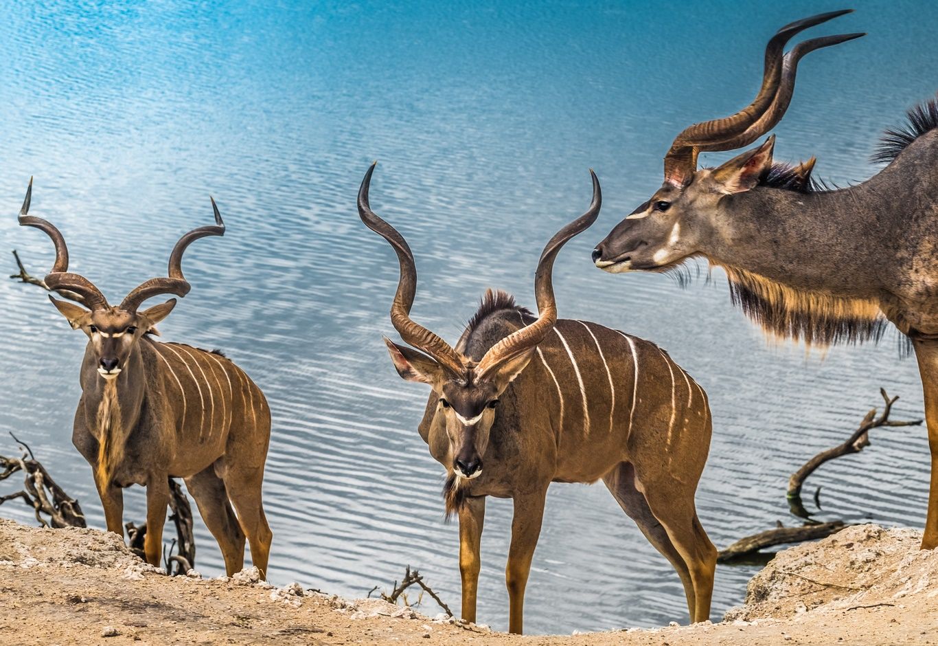 DECOUVERTES BOTSWANAISES - 15J/12N - Limité à 12 pers. - 2019/20 pas cher photo 1