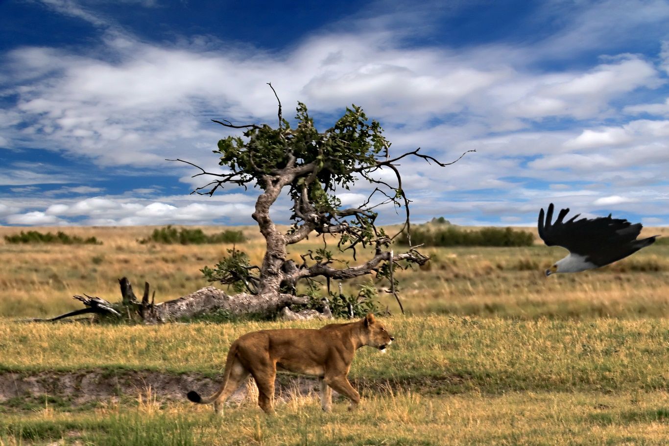 DECOUVERTES BOTSWANAISES - 15J/12N - Limité à 12 pers. - 2019/20 pas cher photo 9