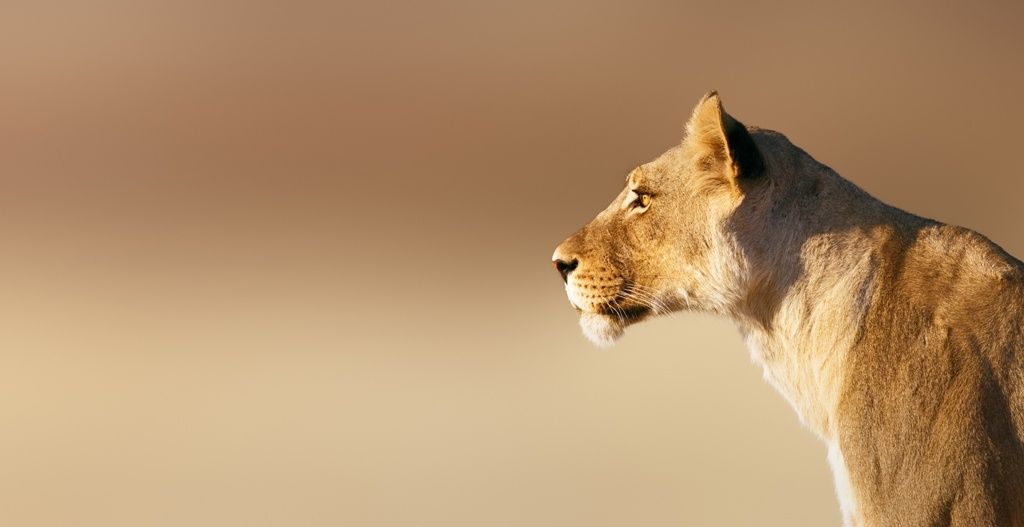 DECOUVERTES BOTSWANAISES - 15J/12N - Limité à 12 pers. - 2019/20 pas cher photo 12