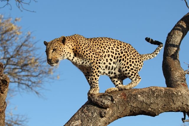 Merveilles d'Afrique du Sud & extension Chutes Victoria 18J/15N - 2019/2020 pas cher photo 4