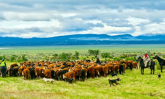 1 ER REGARD ARGENTINE pas cher photo 5