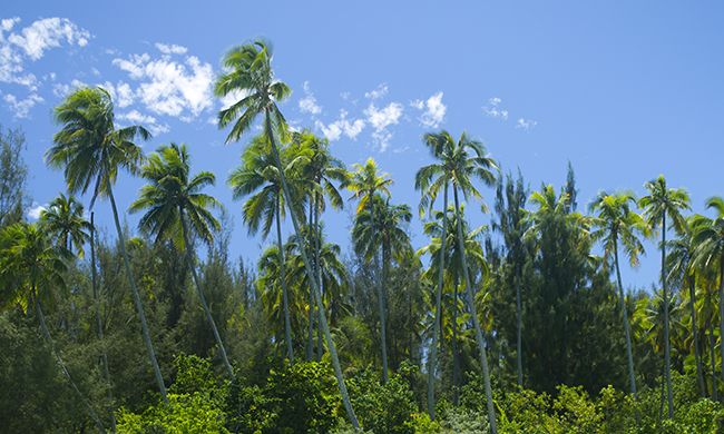 CONFIDENTIEL POLYNESIE pas cher photo 3