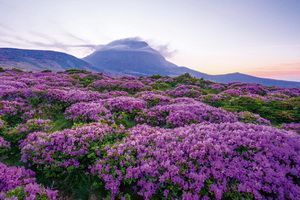 Le Royaume du Matin Calme + Ile de Jeju - Corée du Sud pas cher photo 2